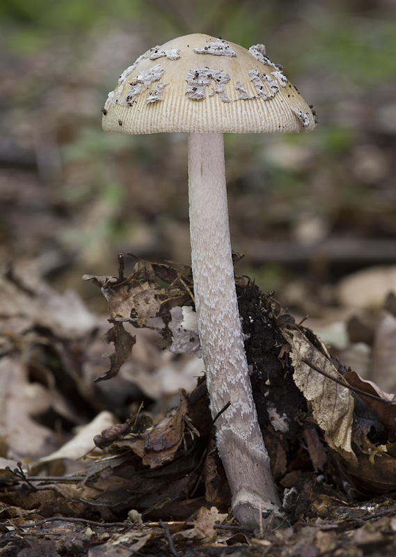 Amanita ceciliae